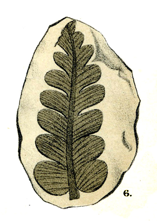 Leo Lesquereux, Plate XCVII, No.6