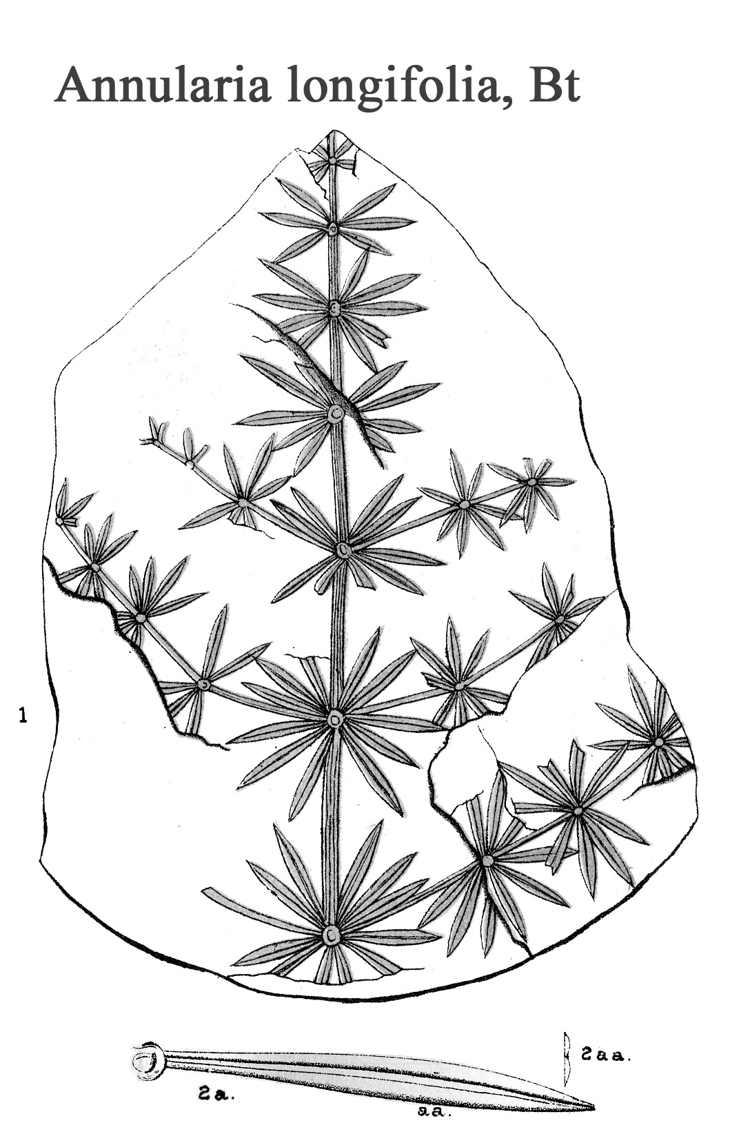 Annularia longifolia Plate II