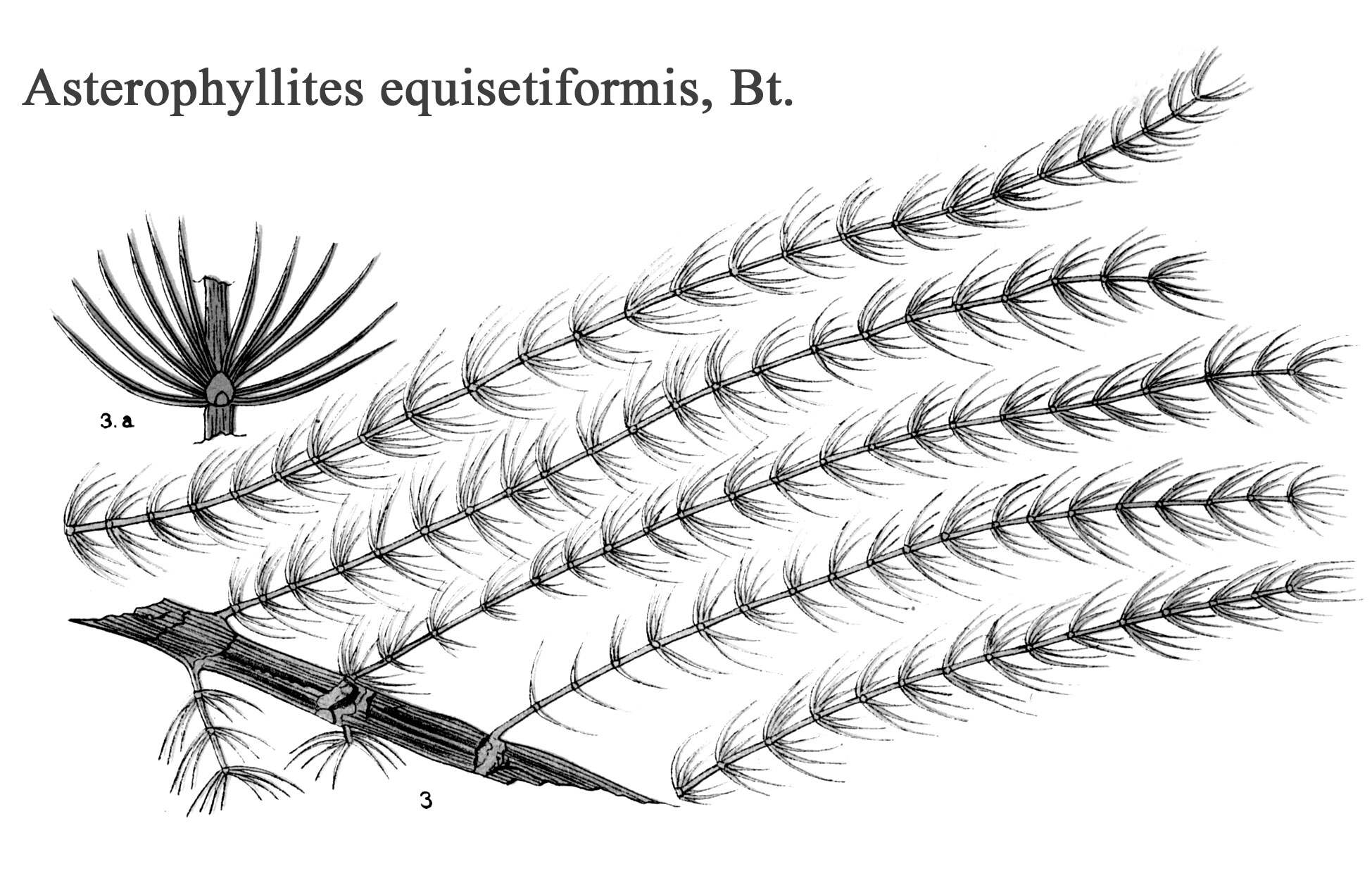 Asterophyllites equisetiformis, Plate II