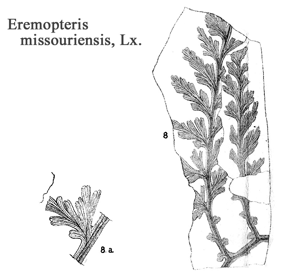 Eremopteris missouriensis, Plate LIII