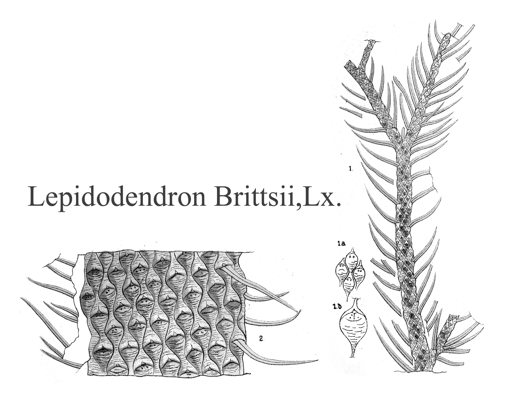 Lepidodendron Brittsii, PlateLXIII