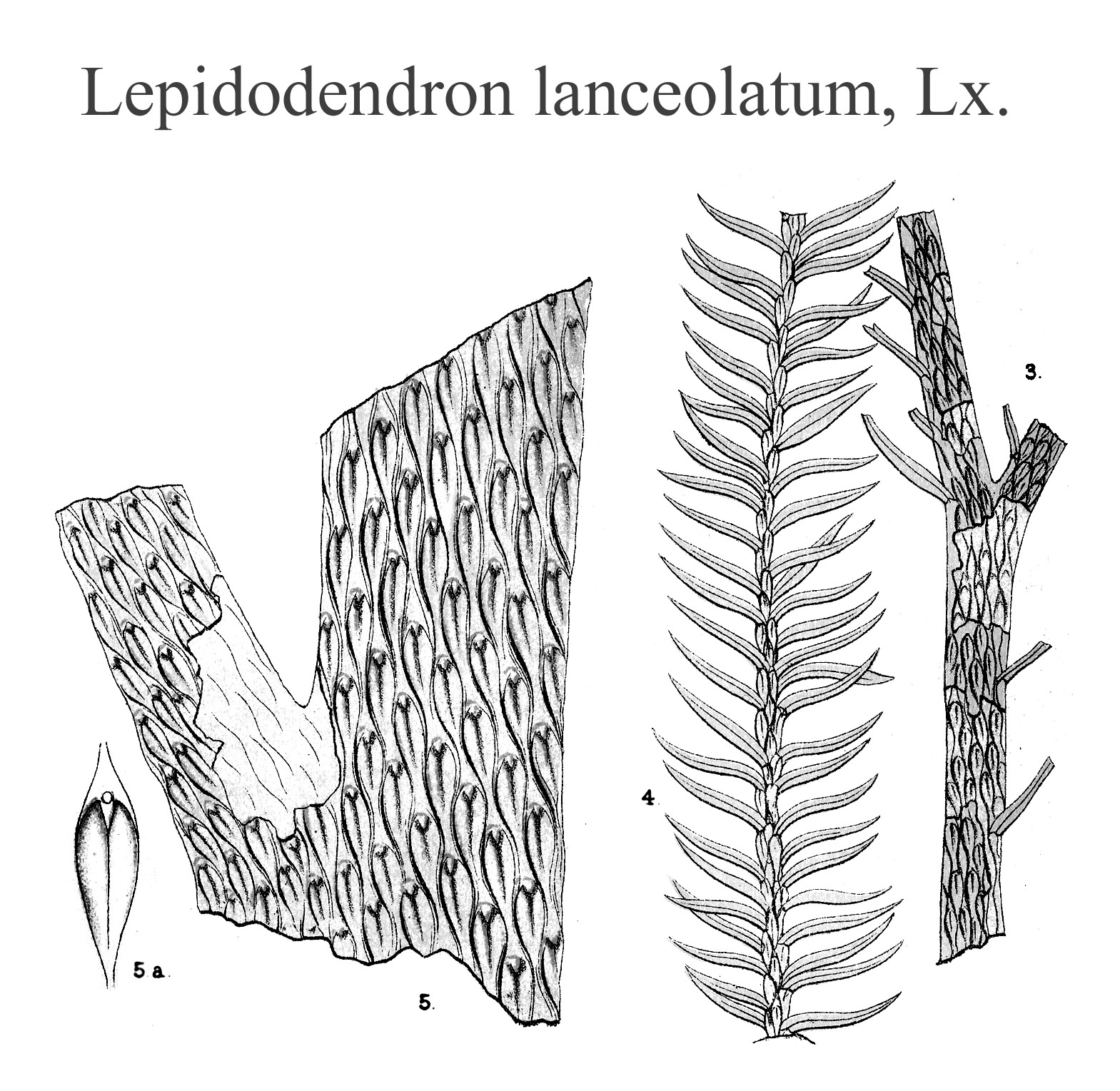 Lepidodendron lanceolatum, Plate LXIII