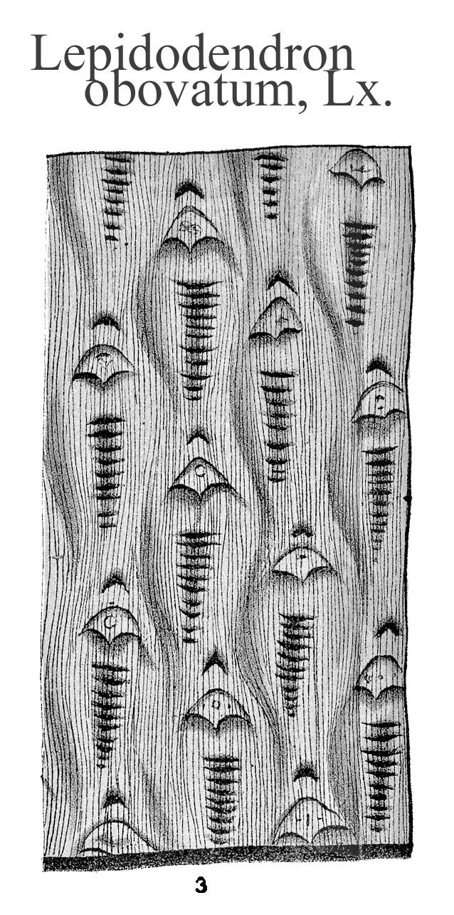 Lepidodendron obovatum, PlateLXIV