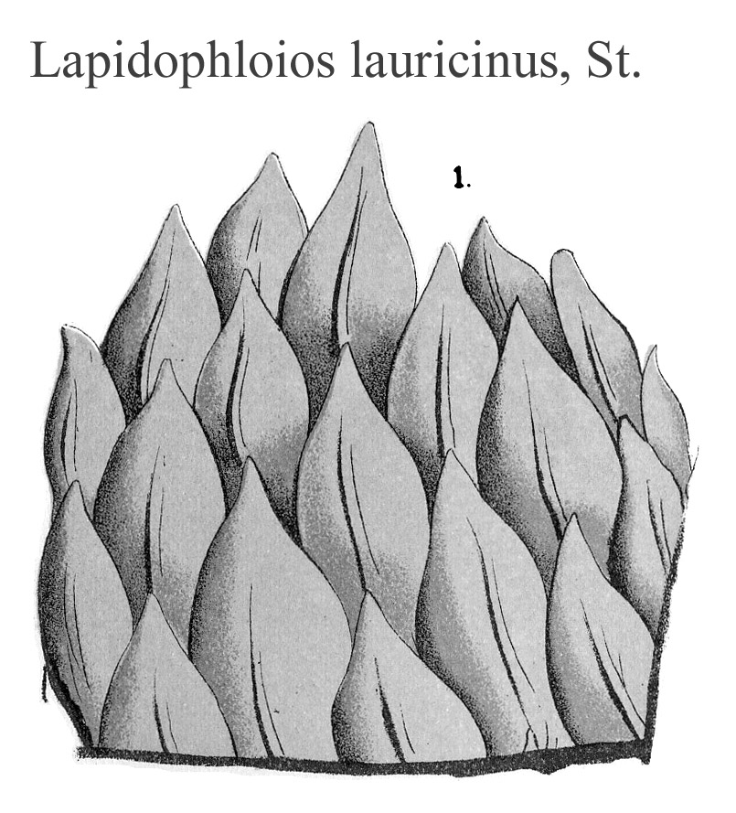 Lepidophloios lauricinus, PlateLXVIII