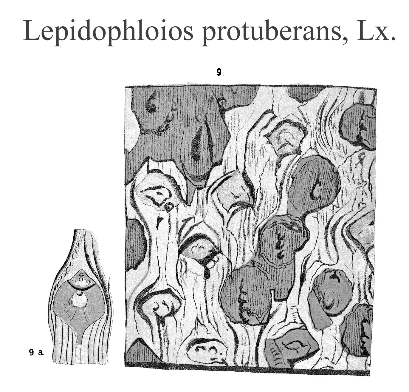 Lepidophloios protuberans, Plate LXVIII