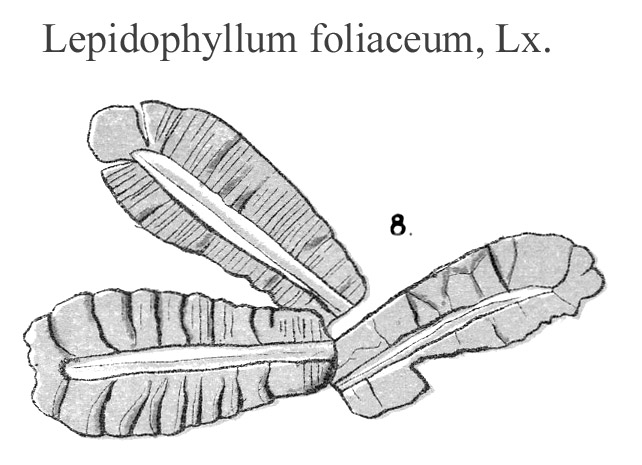 Lepidophyllum foliaceum, Plate LXIX