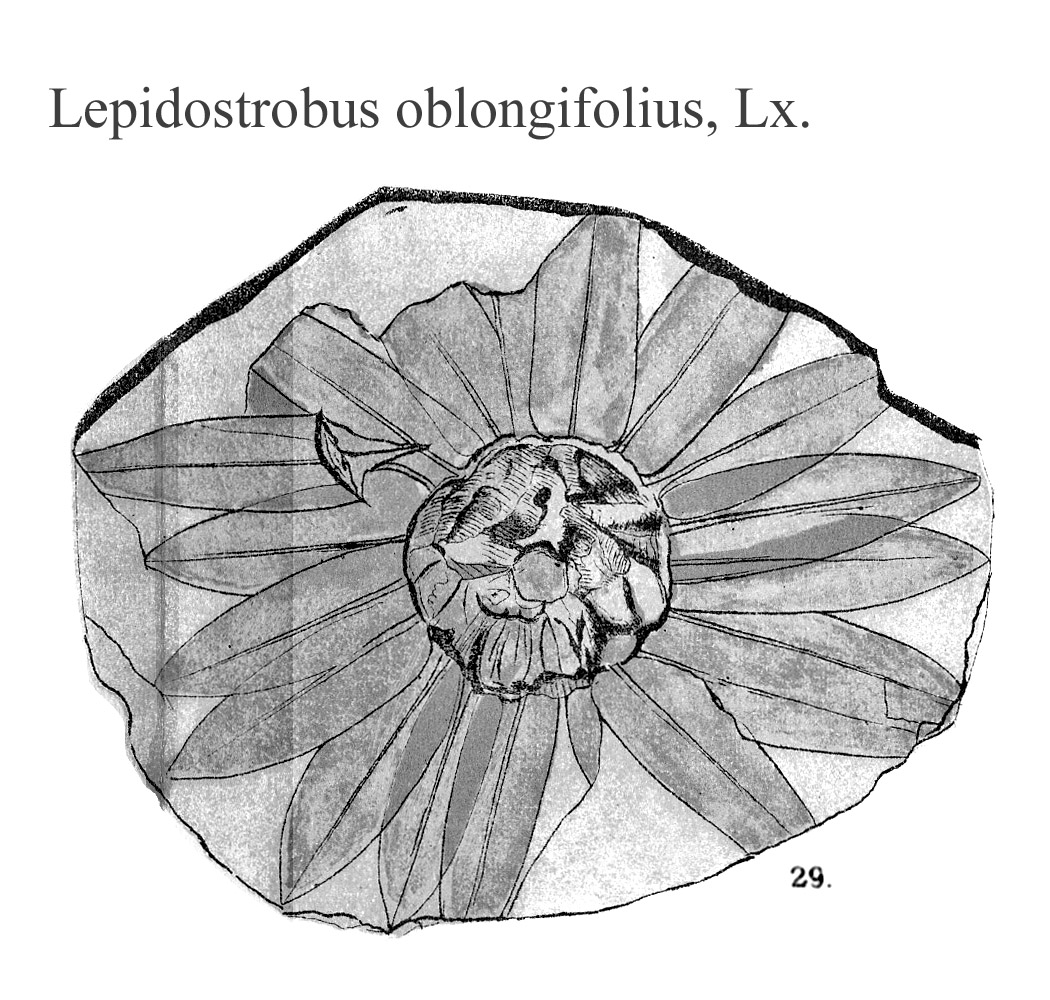 Lepidostrobus oblongifolius, Plate LXIX