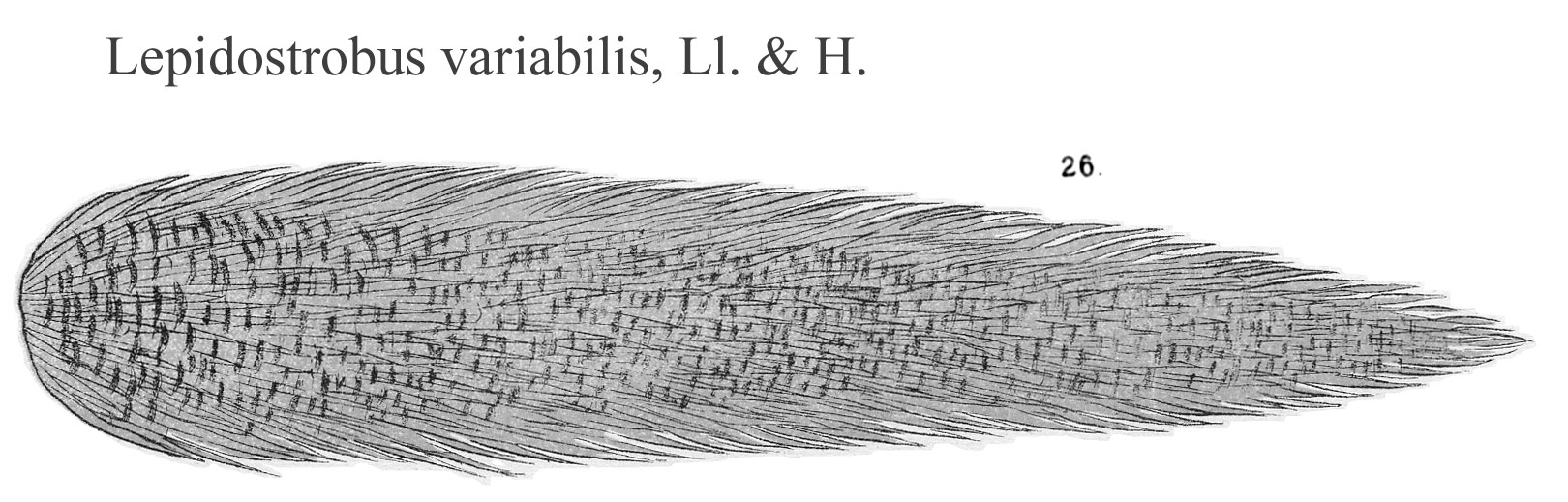 Lepidostrobus variabilis, Plate LXIX