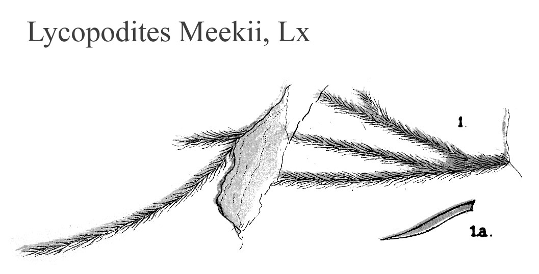Lycopodites Meekii, Plate LXII