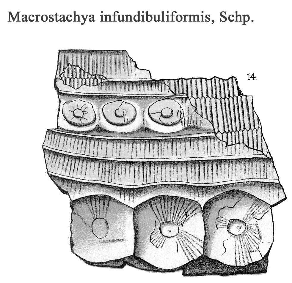 Macrostachya infundibuliformis, Plate III