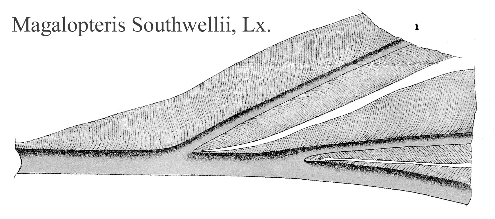 Magalopteris_Southwellii_Plate XXIV