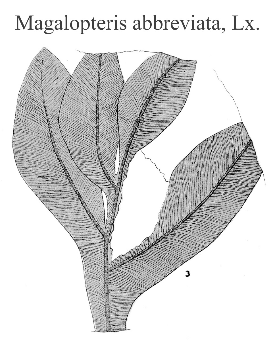 Magalopteris abbreviata, Plate XXIV