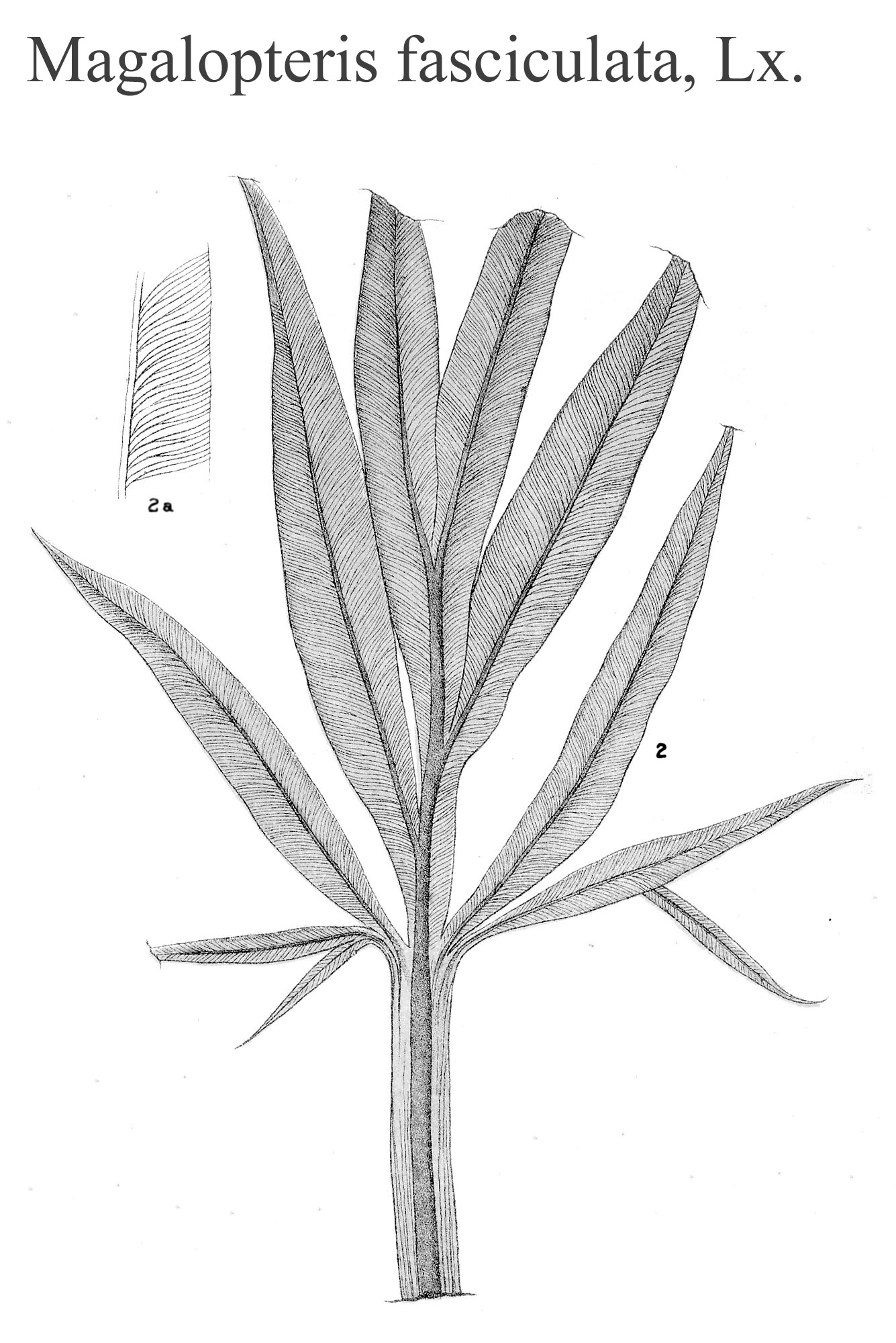 Magalopteris fasciculata, Plate XXIV