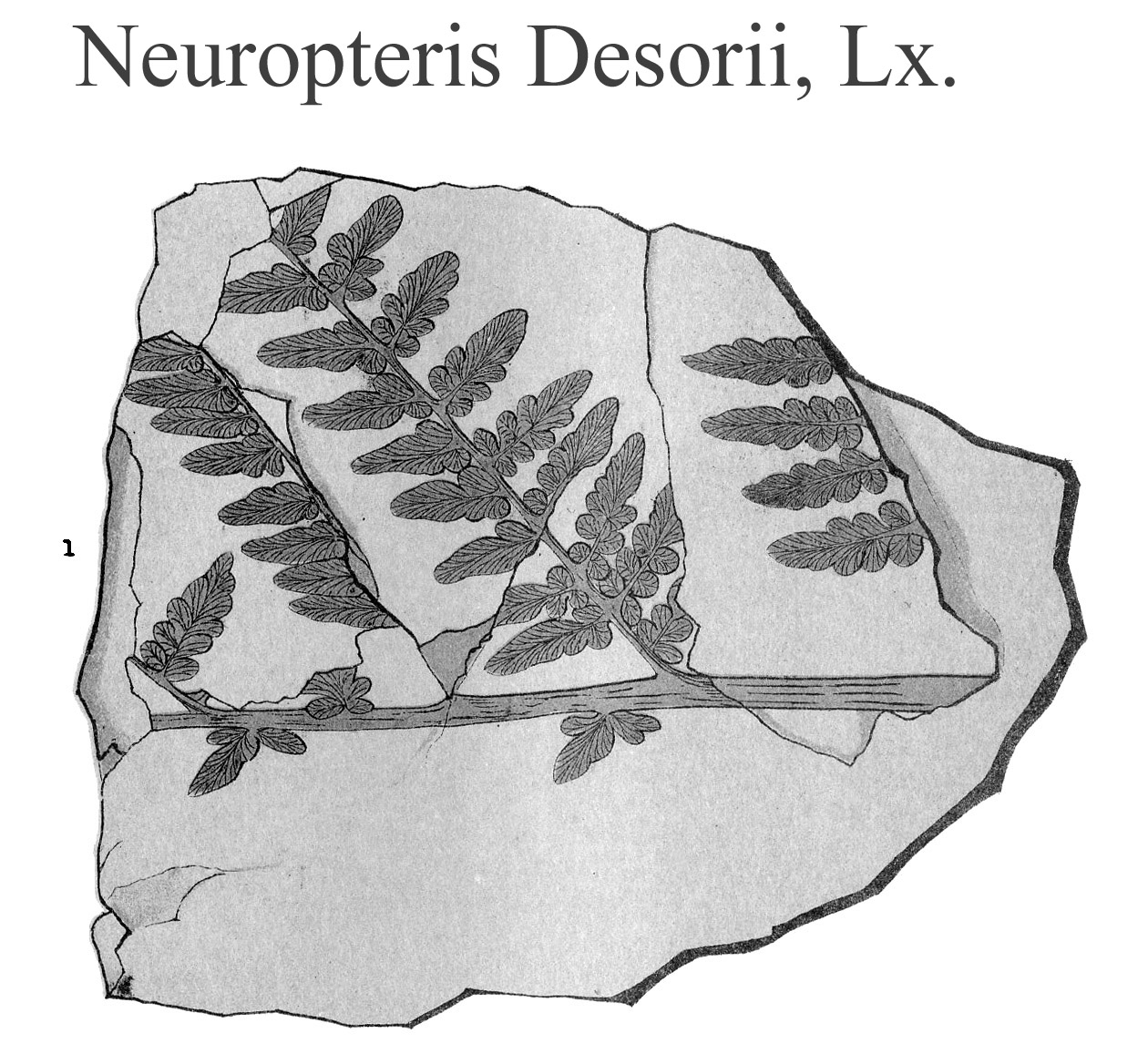Neuropteris Desorii, Plate XV