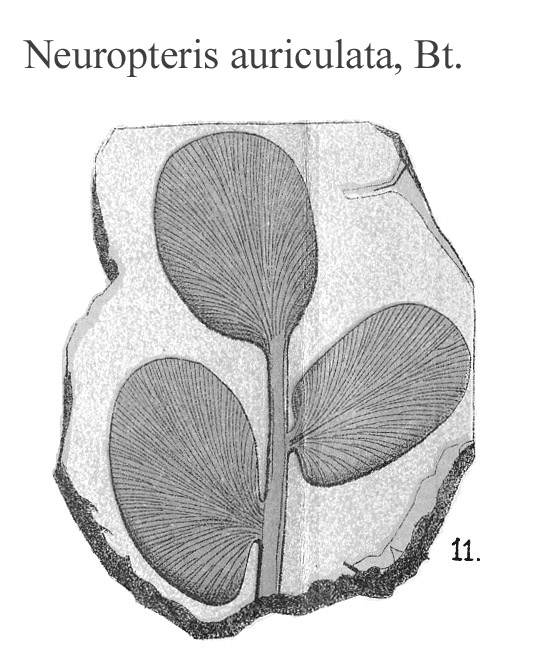 Neuropteris auriculata, Plate VI