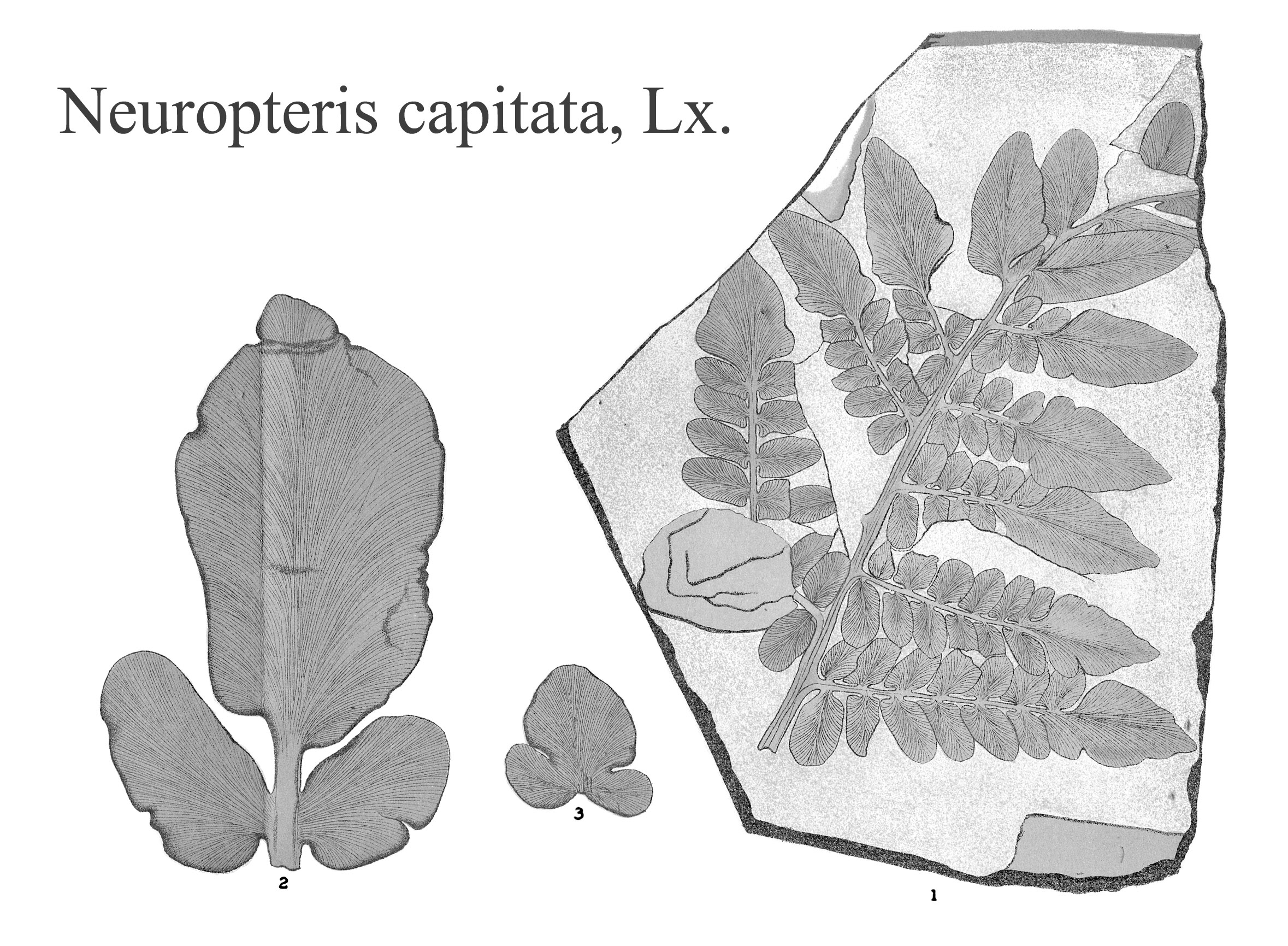 Neuropteris capitata, Plate XXIII