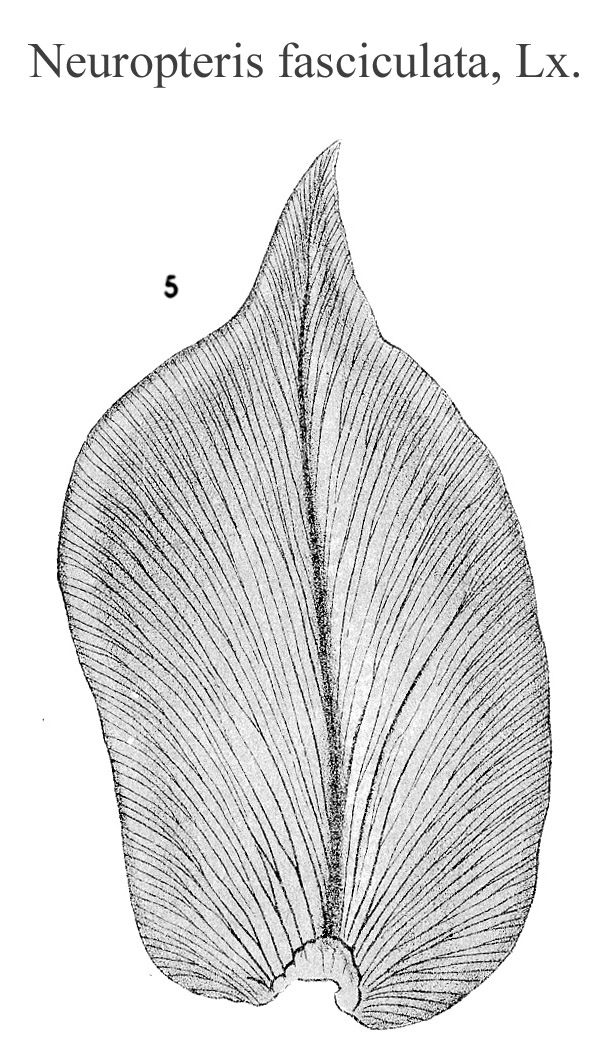 Neuropteris fasciculata, Plate XXIV