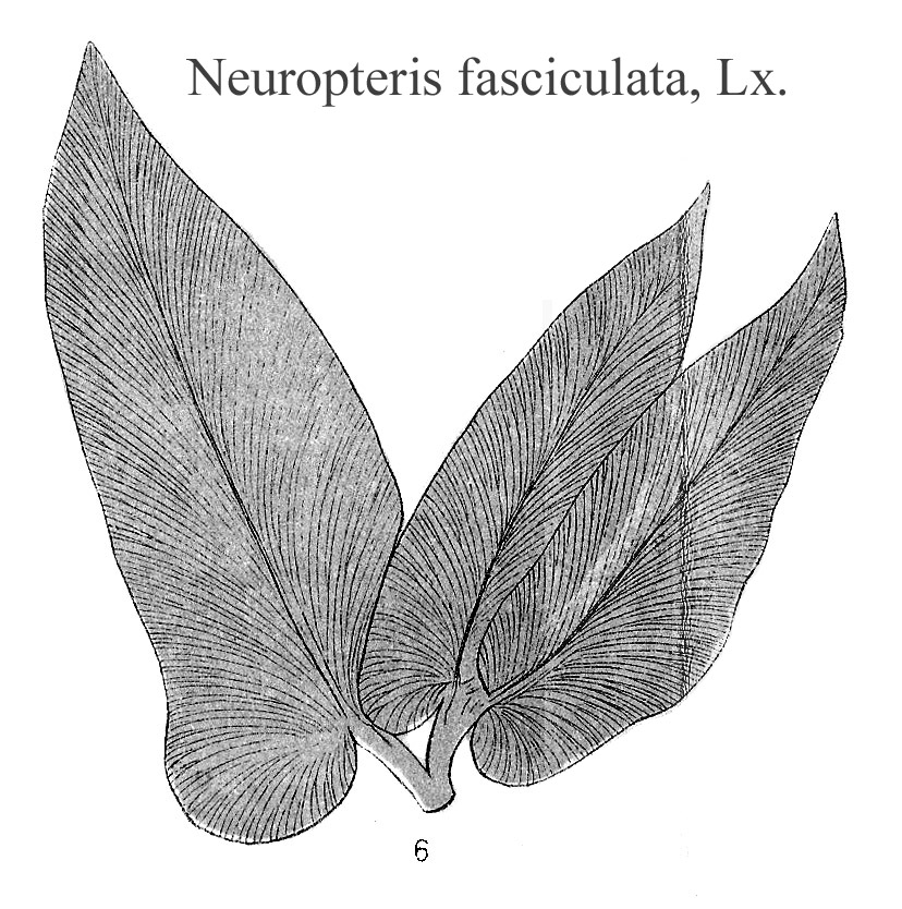 Neuropteris fasciculata, Plate XXIV