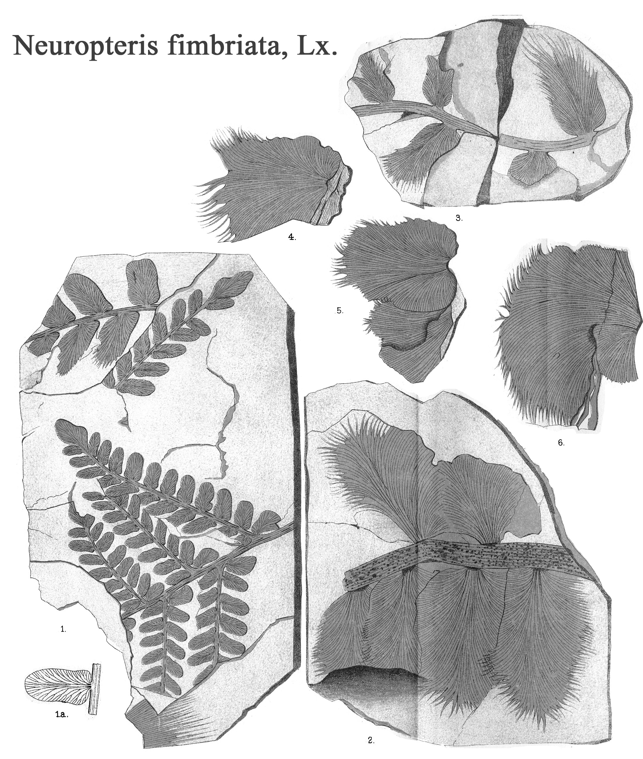 Neuropteris fimbriata, Plate V