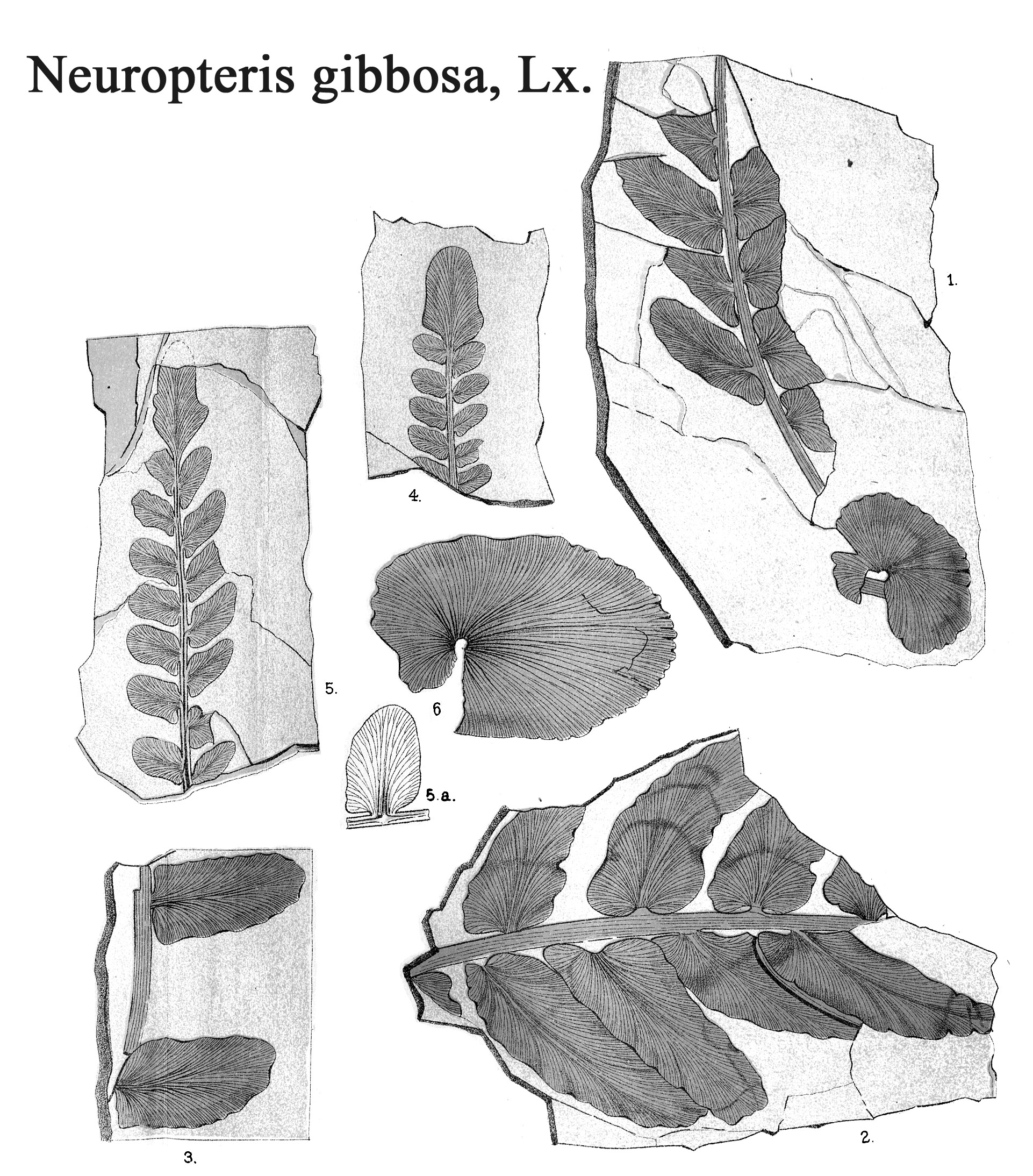 Neuropteris gibbosa, Plate VI