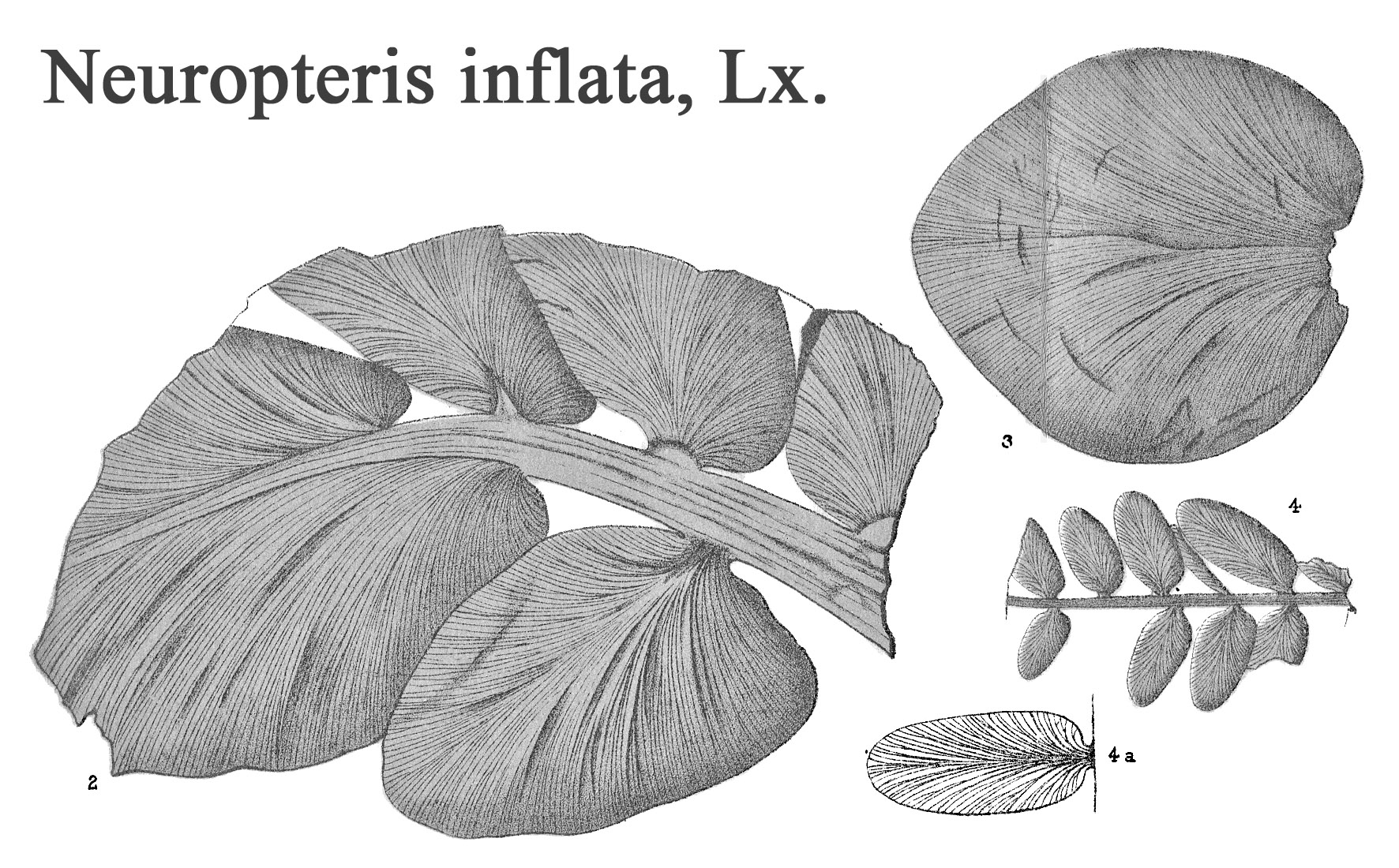 Neuropteris inflata, Plate VII