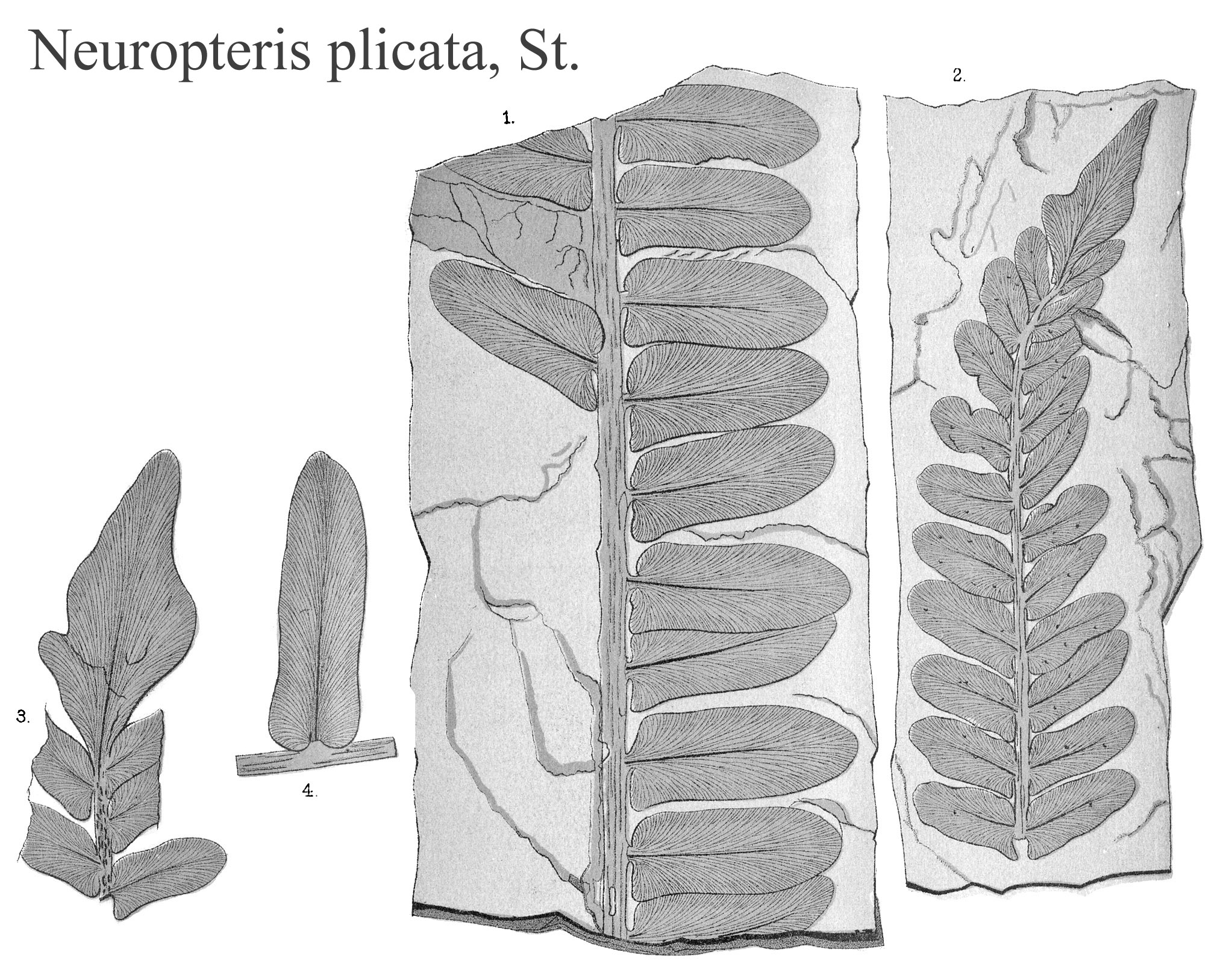 Neuropteris plicata, Plate X