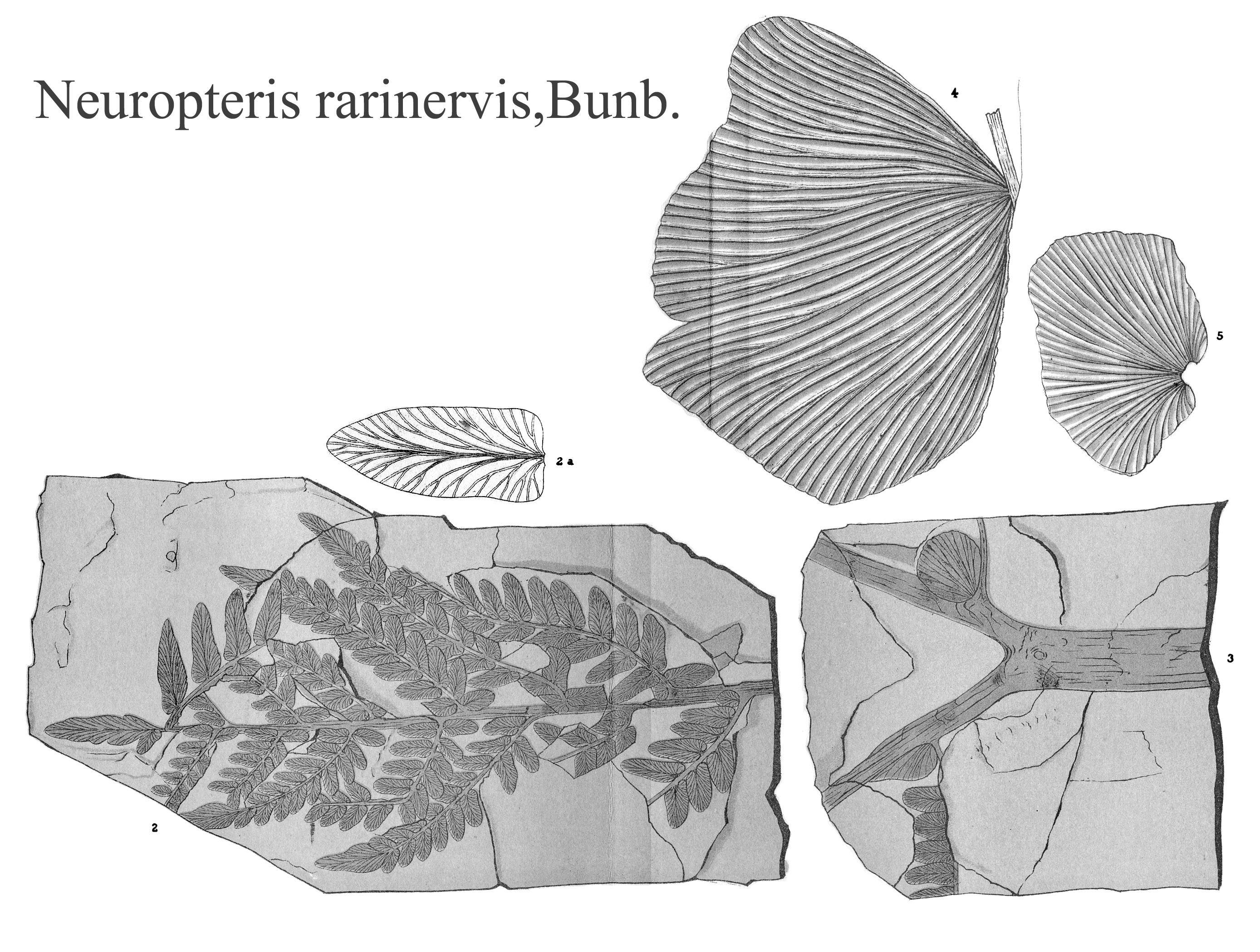 Neuropteris rarinervis, Plate XV