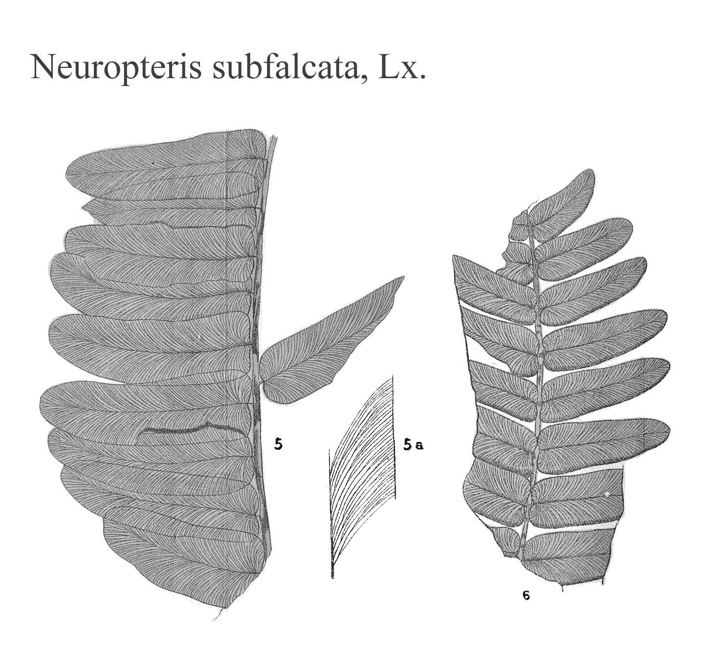 Neuropteris subfalcata, Plate XIII
