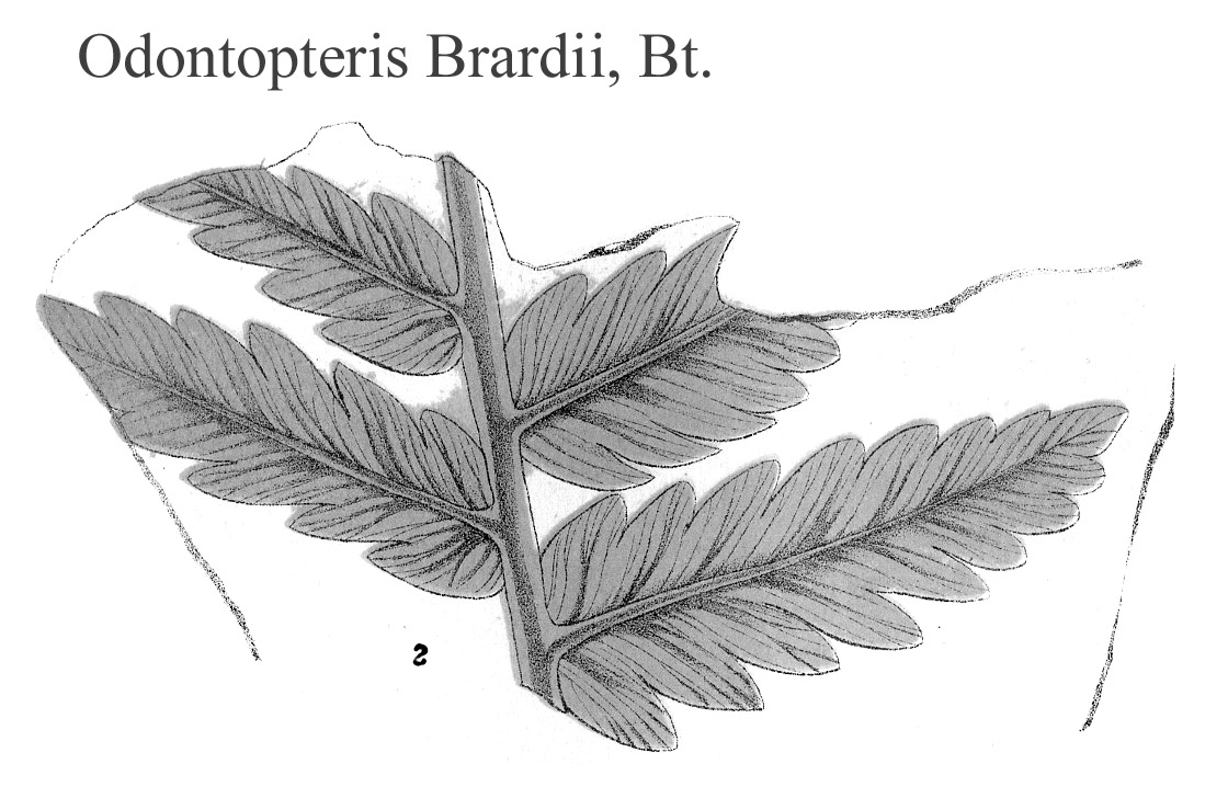 Odontopteris Brardii, Plate XXI