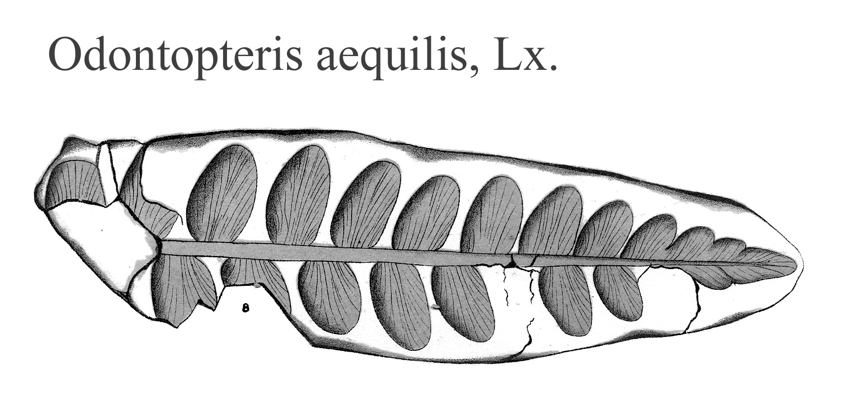 Odontopteris aequalis, Plate XXI