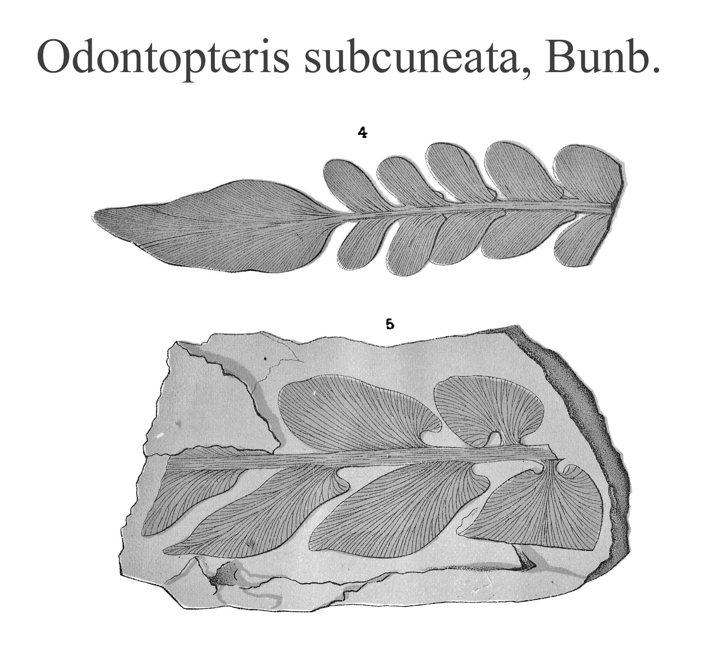 Odontopteris subcuneata, Plate  XXII