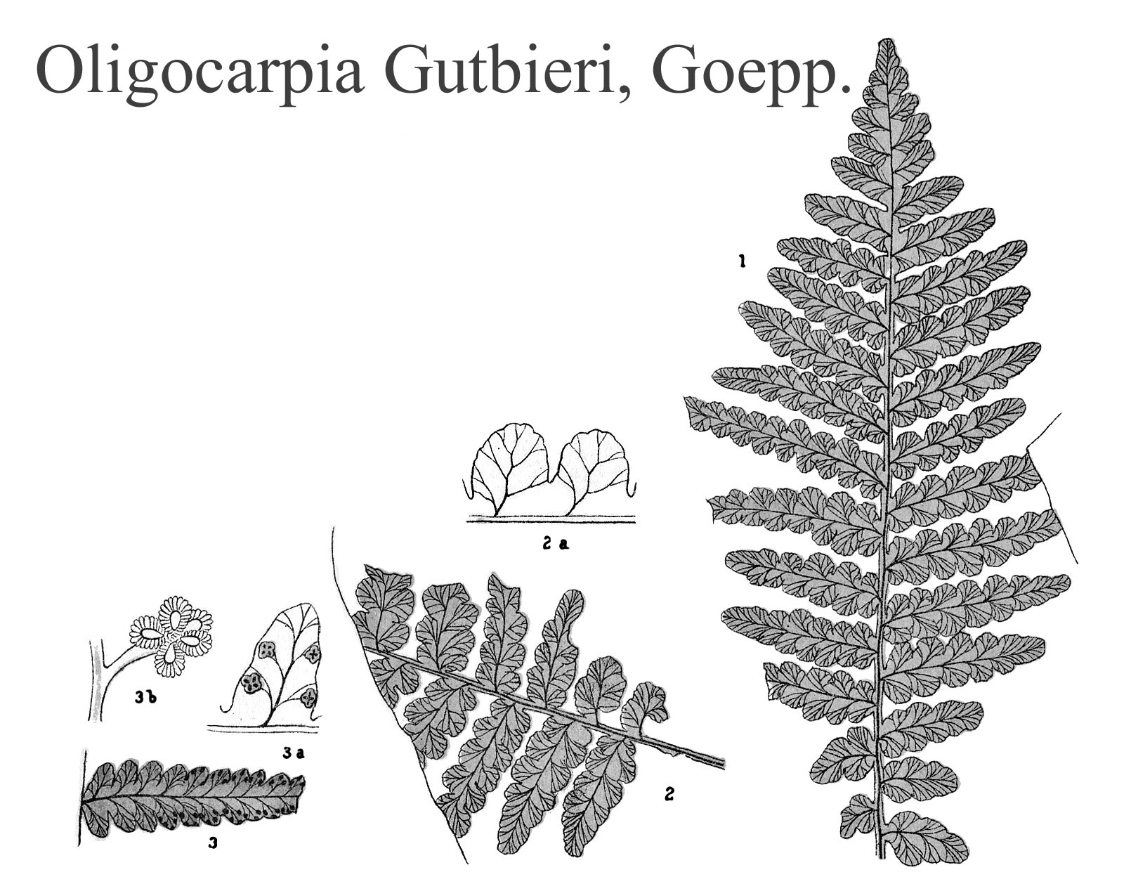 Oligocarpia Gutbieri, Plate XLVIII