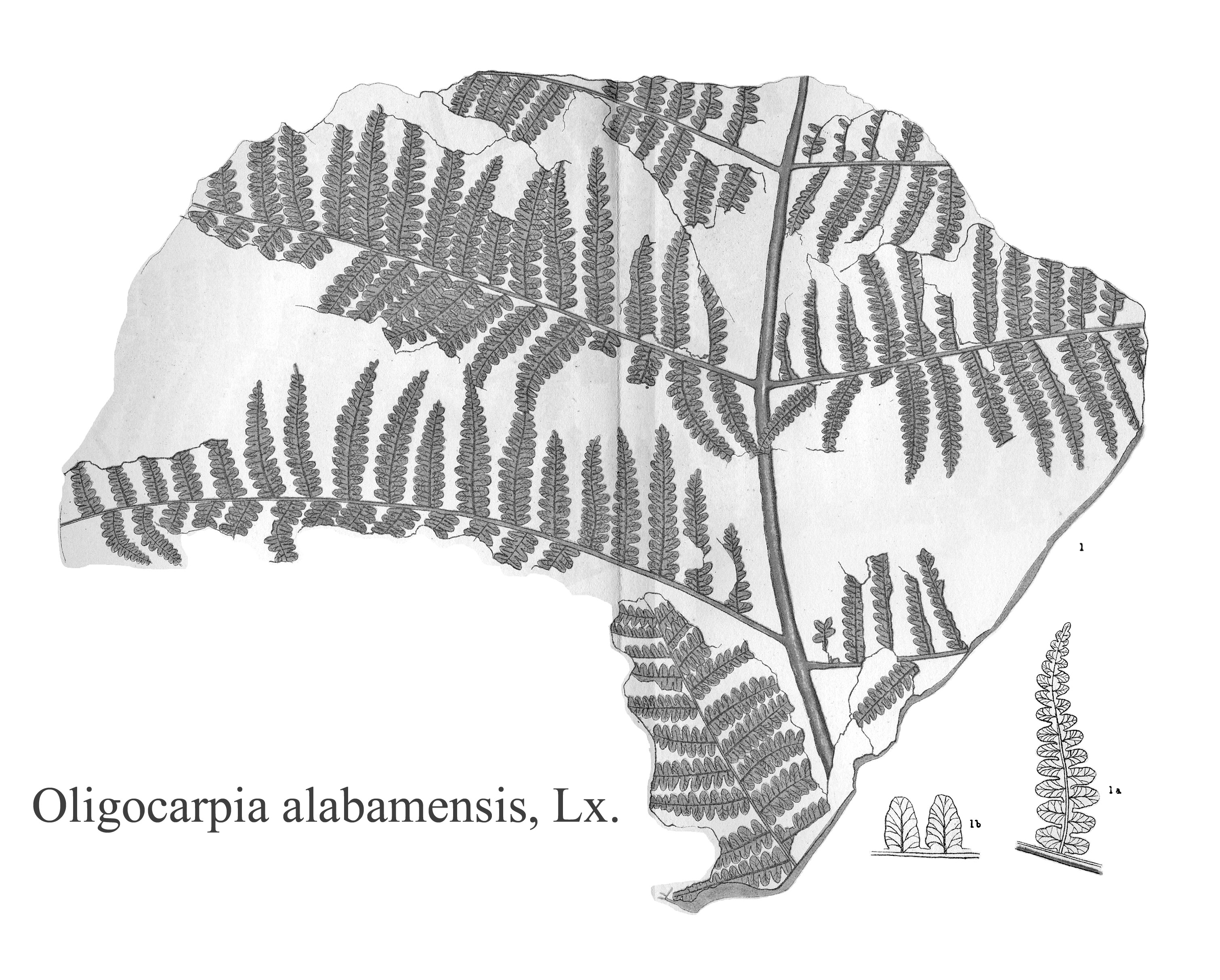 Oligocarpia alabamensis, Plate XLVII