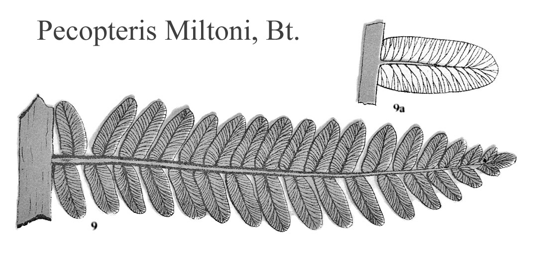 Pecopteris Miltoni, Plate XLI