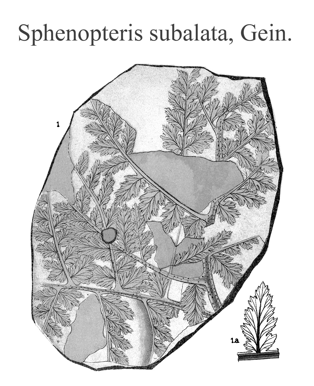 Sphenopteris subalata, Plate LV