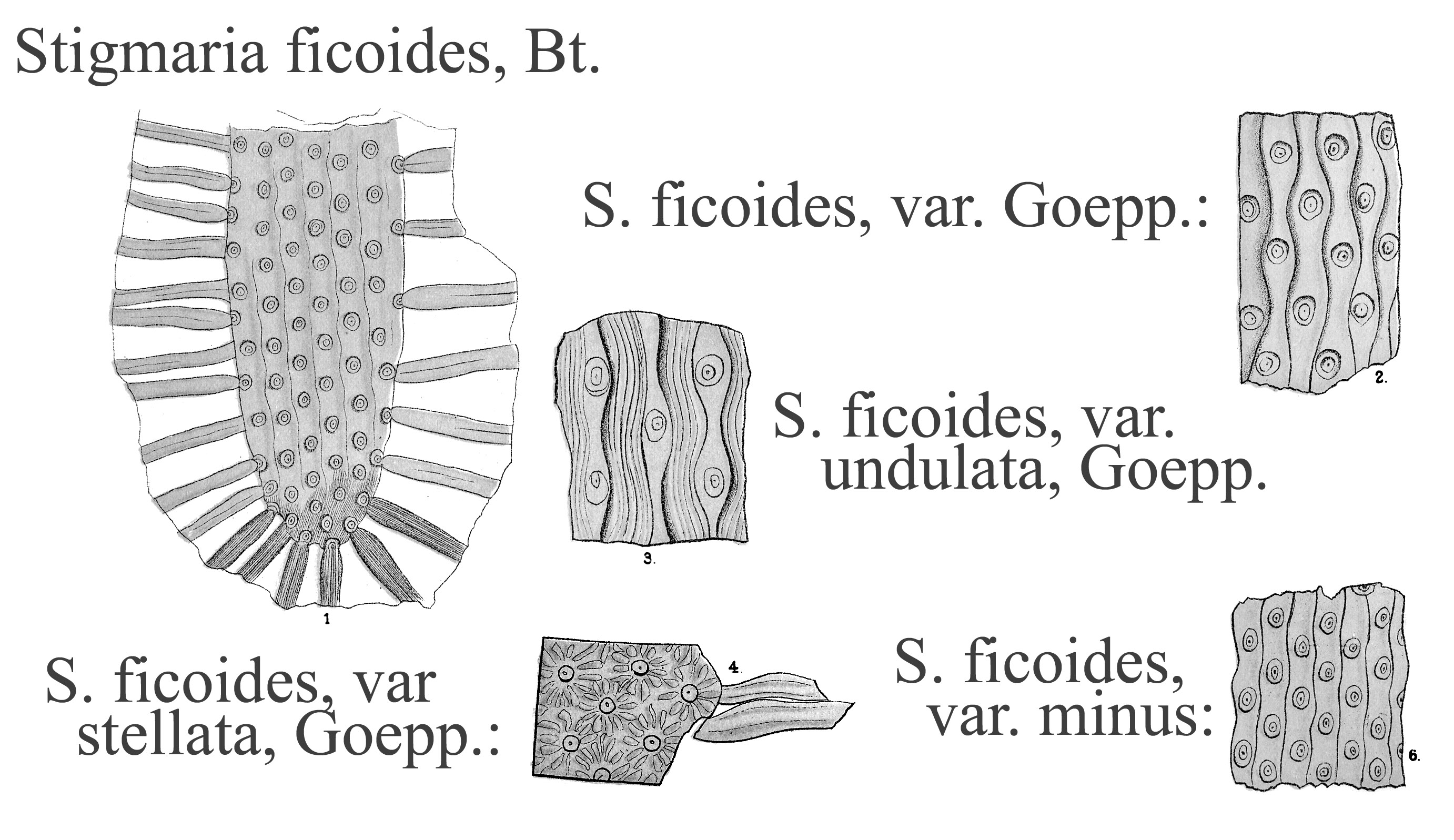 Stigmaria ficoides, Plate LXXIV