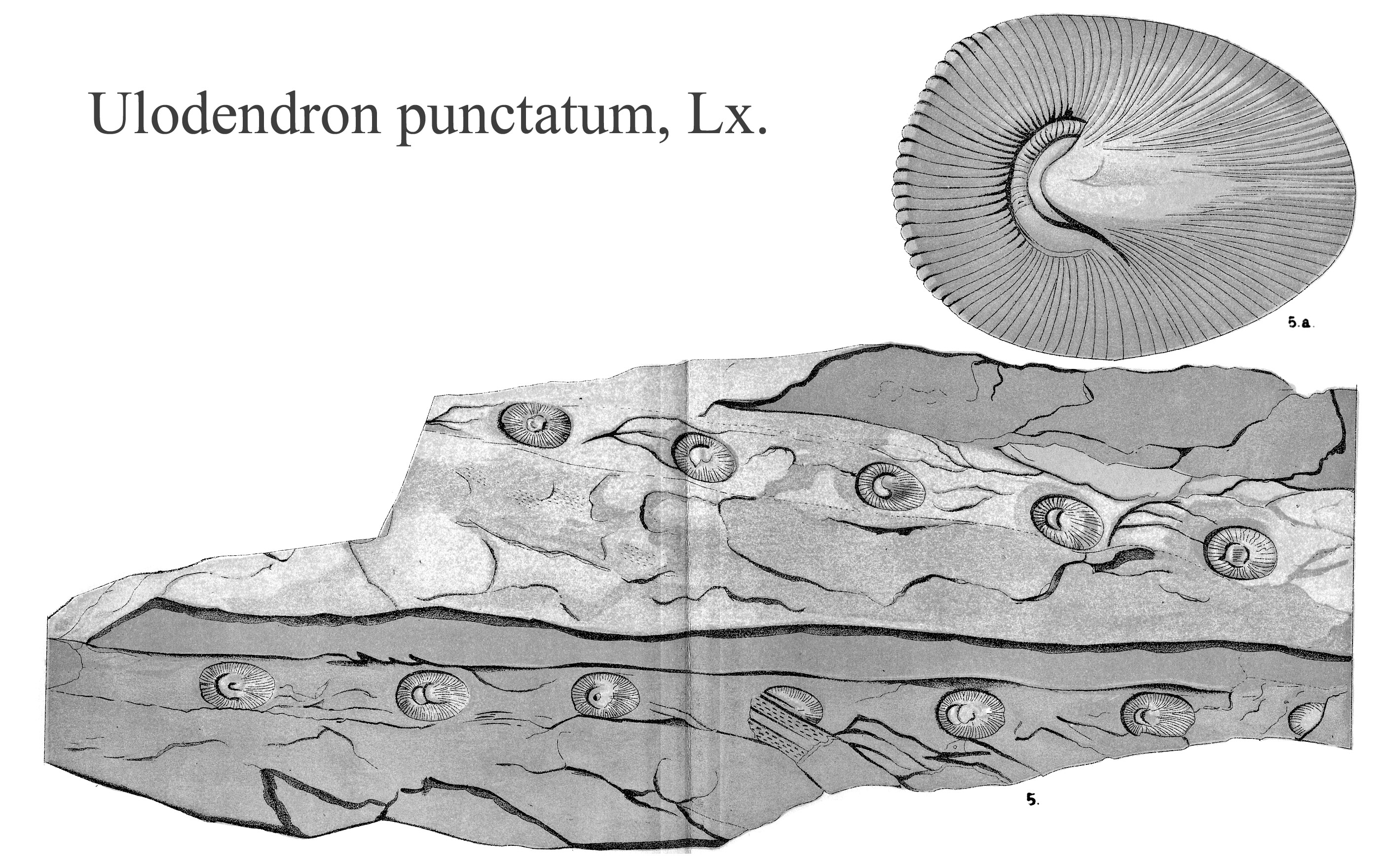 Ulodendron punctatum, Plate LXV