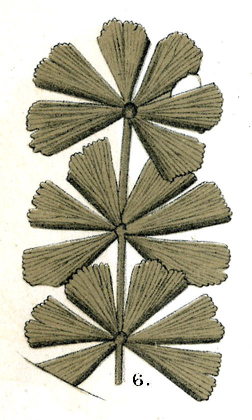 Sphenophyllum longifolium, Plate XCI, No.6