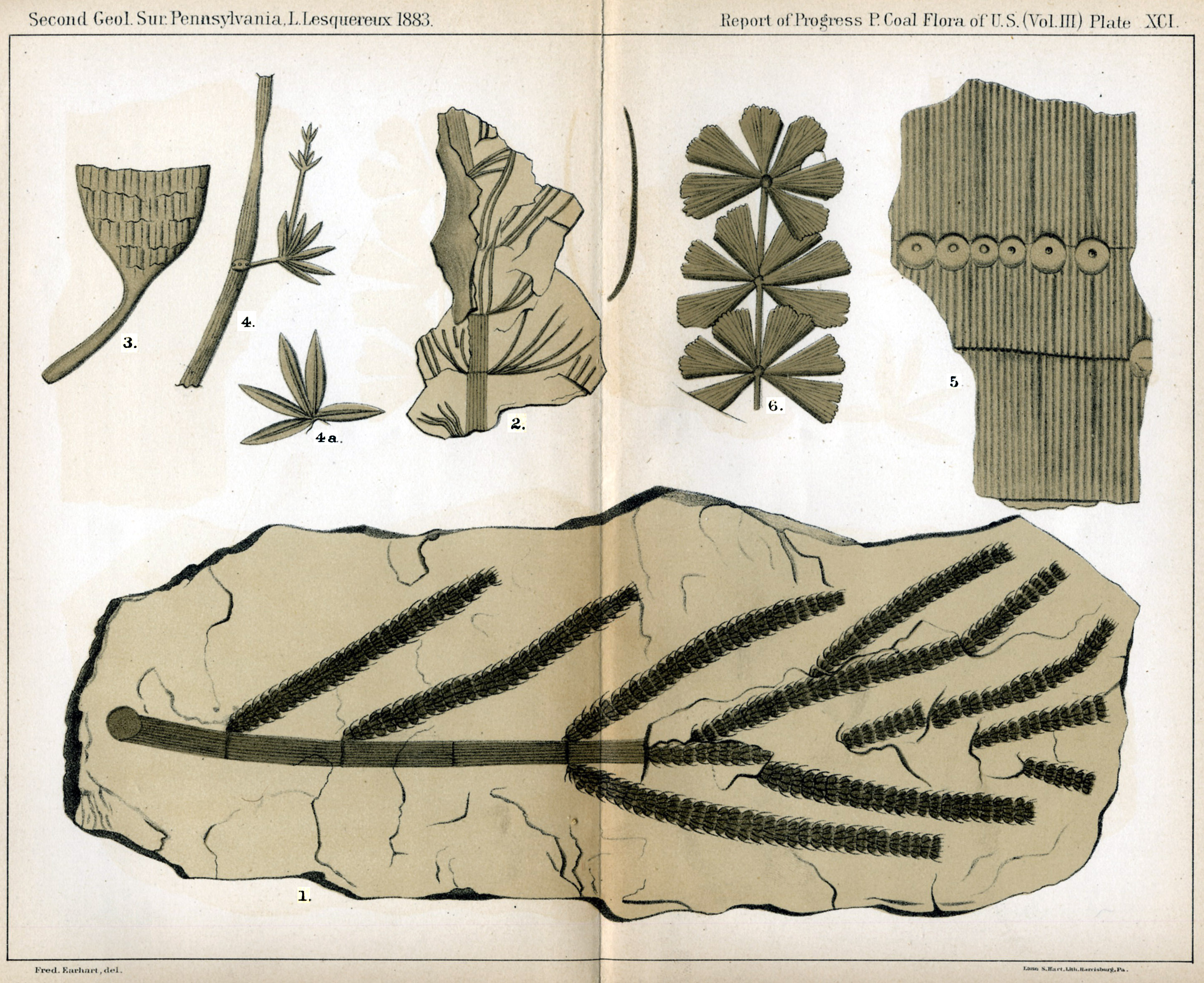 Leo Lesquereux - V.III, Plate 91