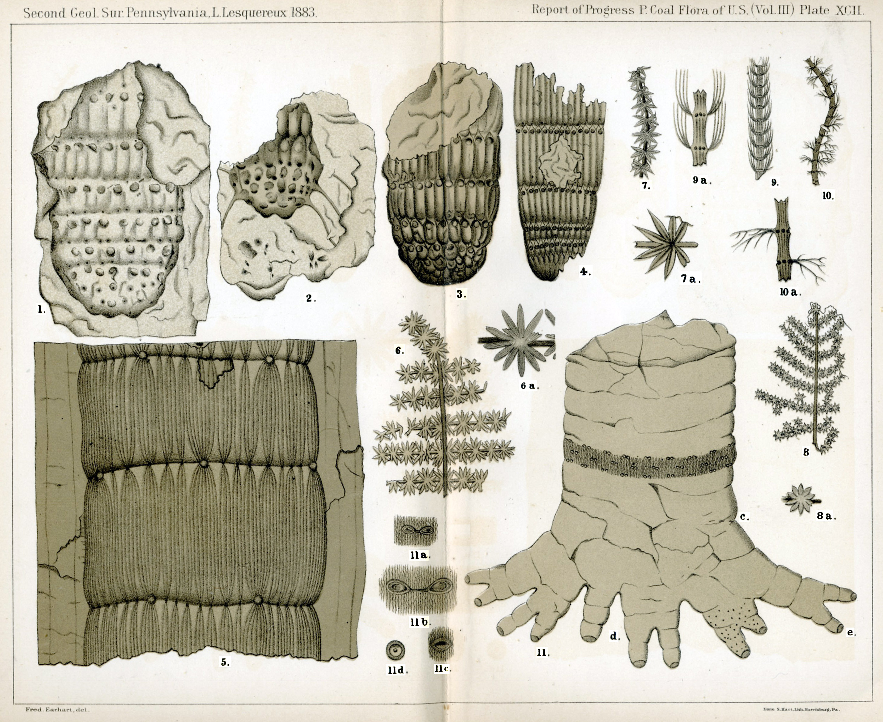 Leo Lesquereux - V.III, Plate 92