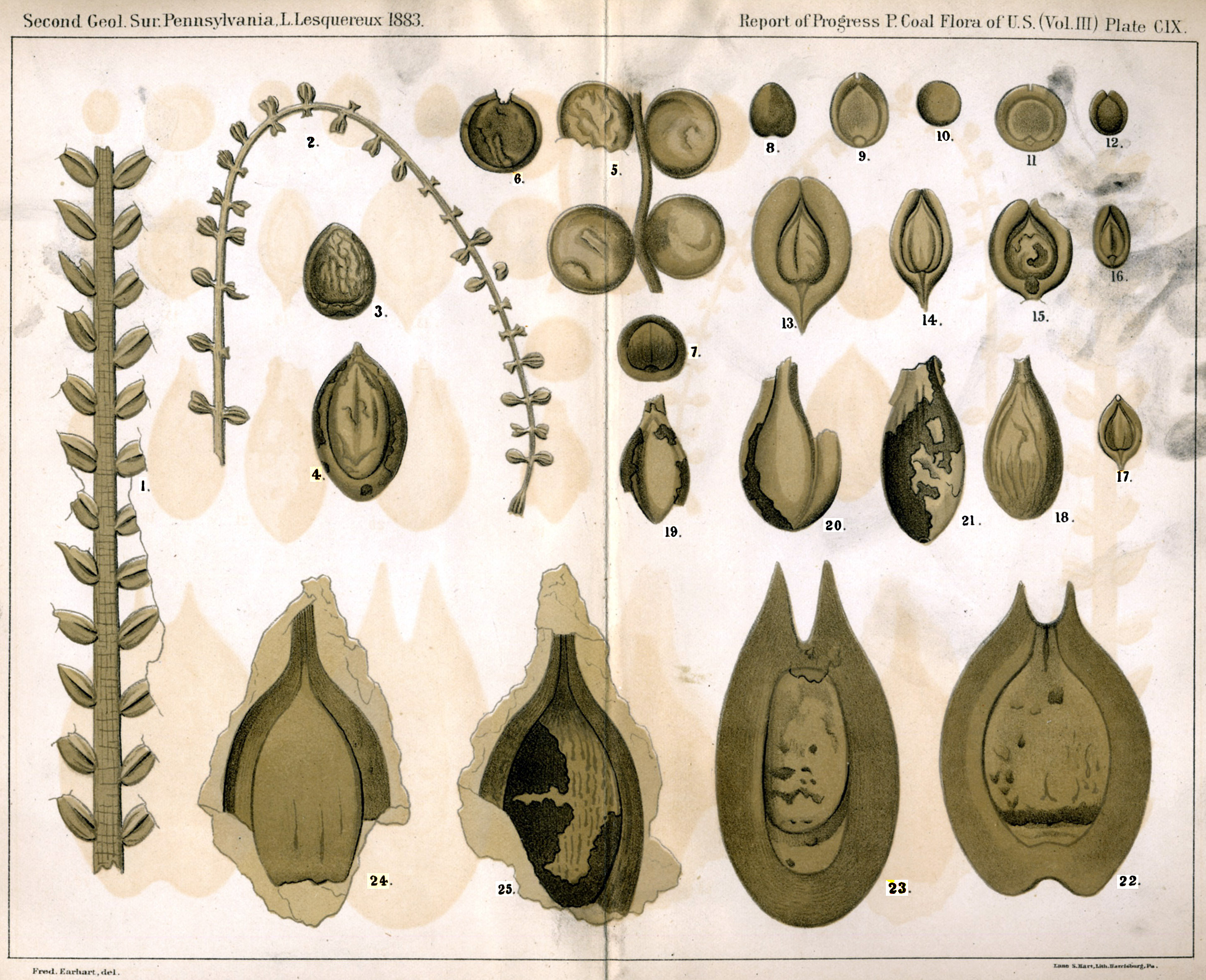 Leo Lesquereux - V.III, Plate 109