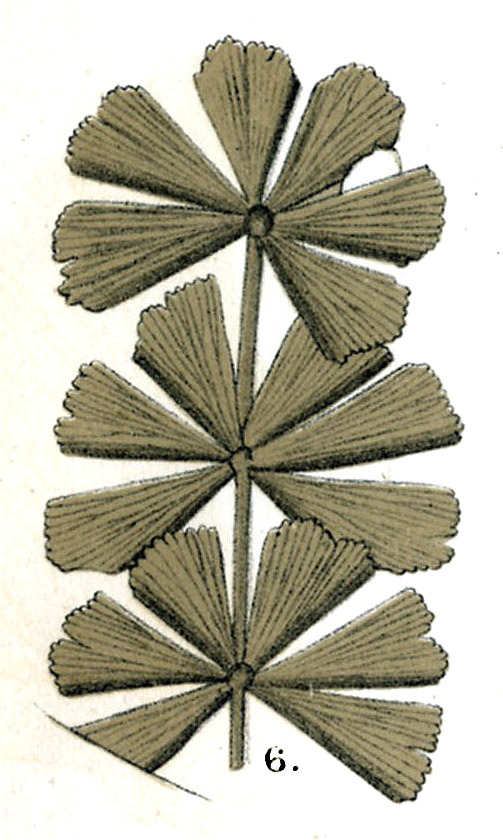 Sphenophyllum longifolium, Plate XCI, No.6