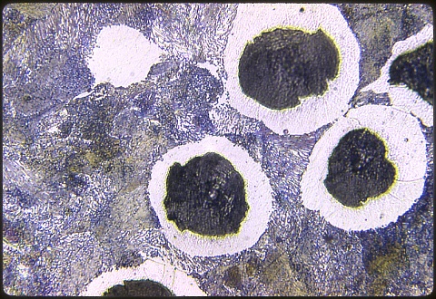 Bullseye nodular iron at 500X etched