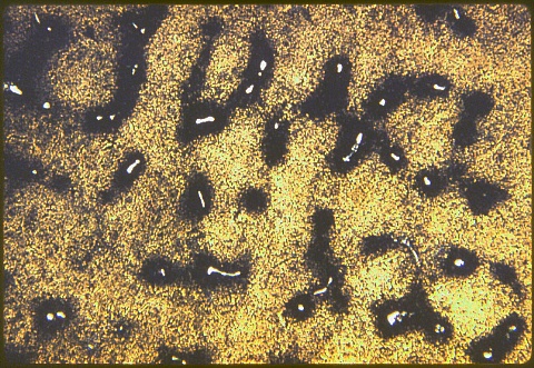 Copper - beryllium alloy at 100X etched