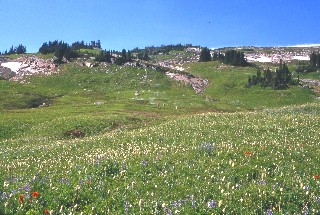 Along the Miners Ridge trail September 1968