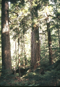 Trees along the Vista Creek trail September 1968