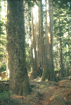 Mike giving a tree scale along the Vista Creek trail September 1968