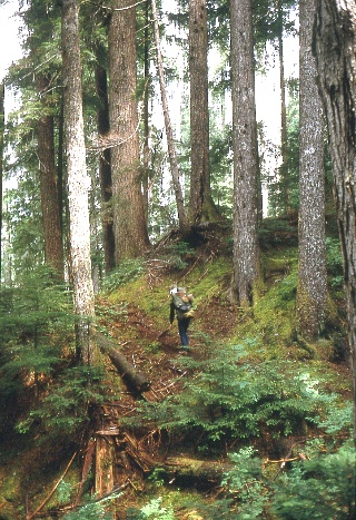 On to Whatcom Pass ... North Cascades September 1968