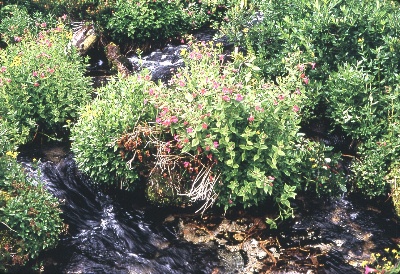 Brook at Whatcom Pass September 1968