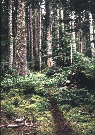 North Cascade woods September 1968